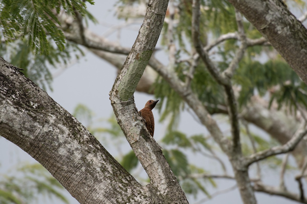 Rufous Woodpecker - ML646571544