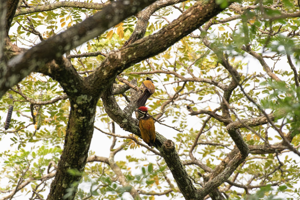 Common Flameback - ML646571546