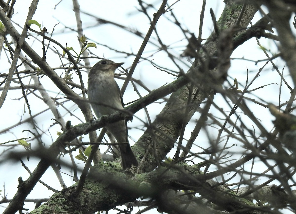 Braunschnäpper - ML646571547