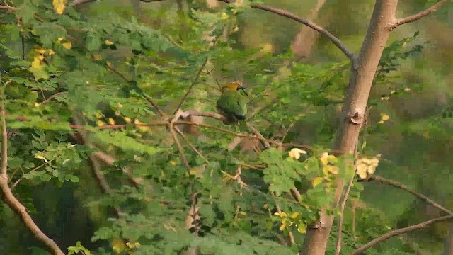 Asian Green Bee-eater - ML646571556