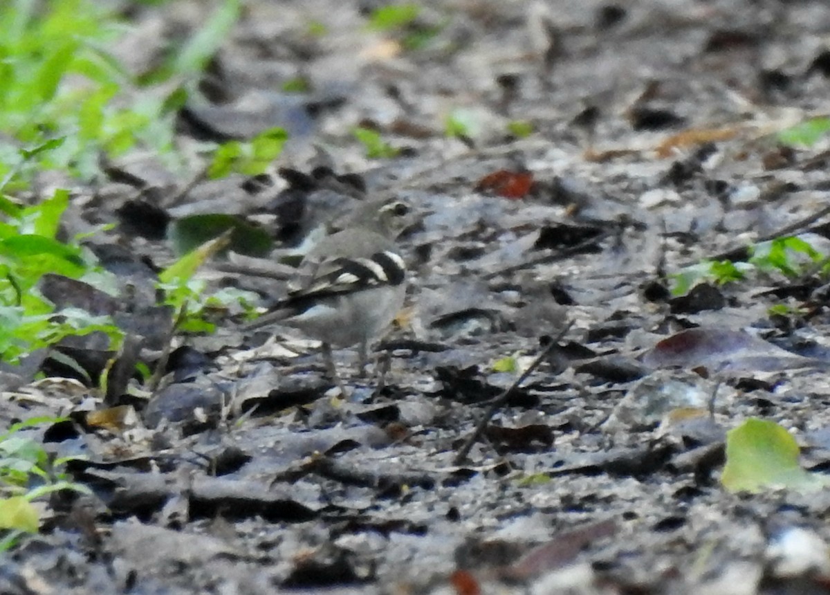 Baumstelze - ML646571565