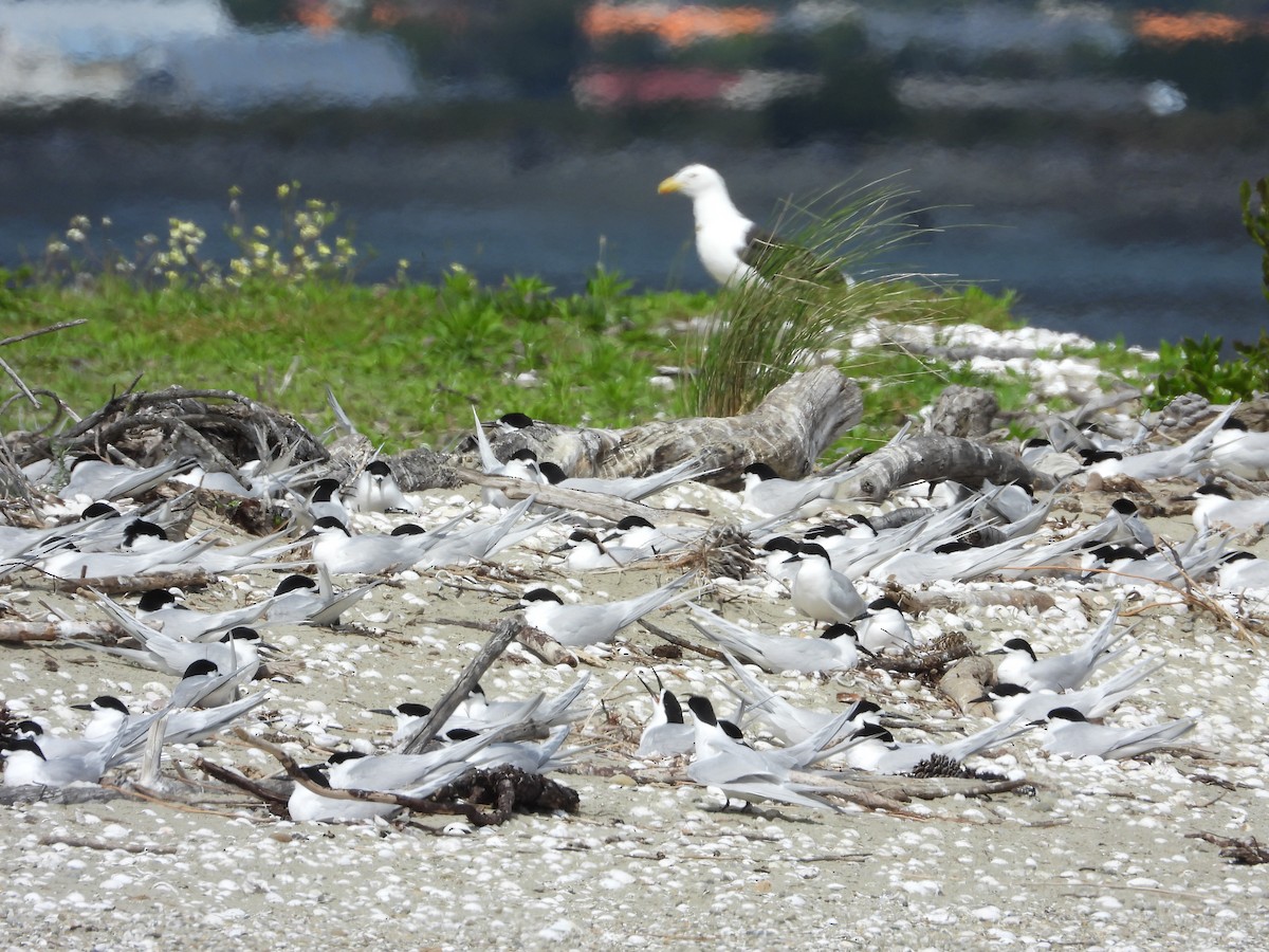 White-fronted Tern - ML646571568