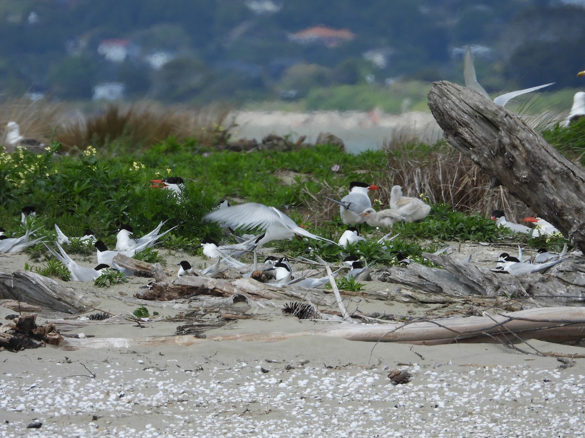 White-fronted Tern - ML646571569