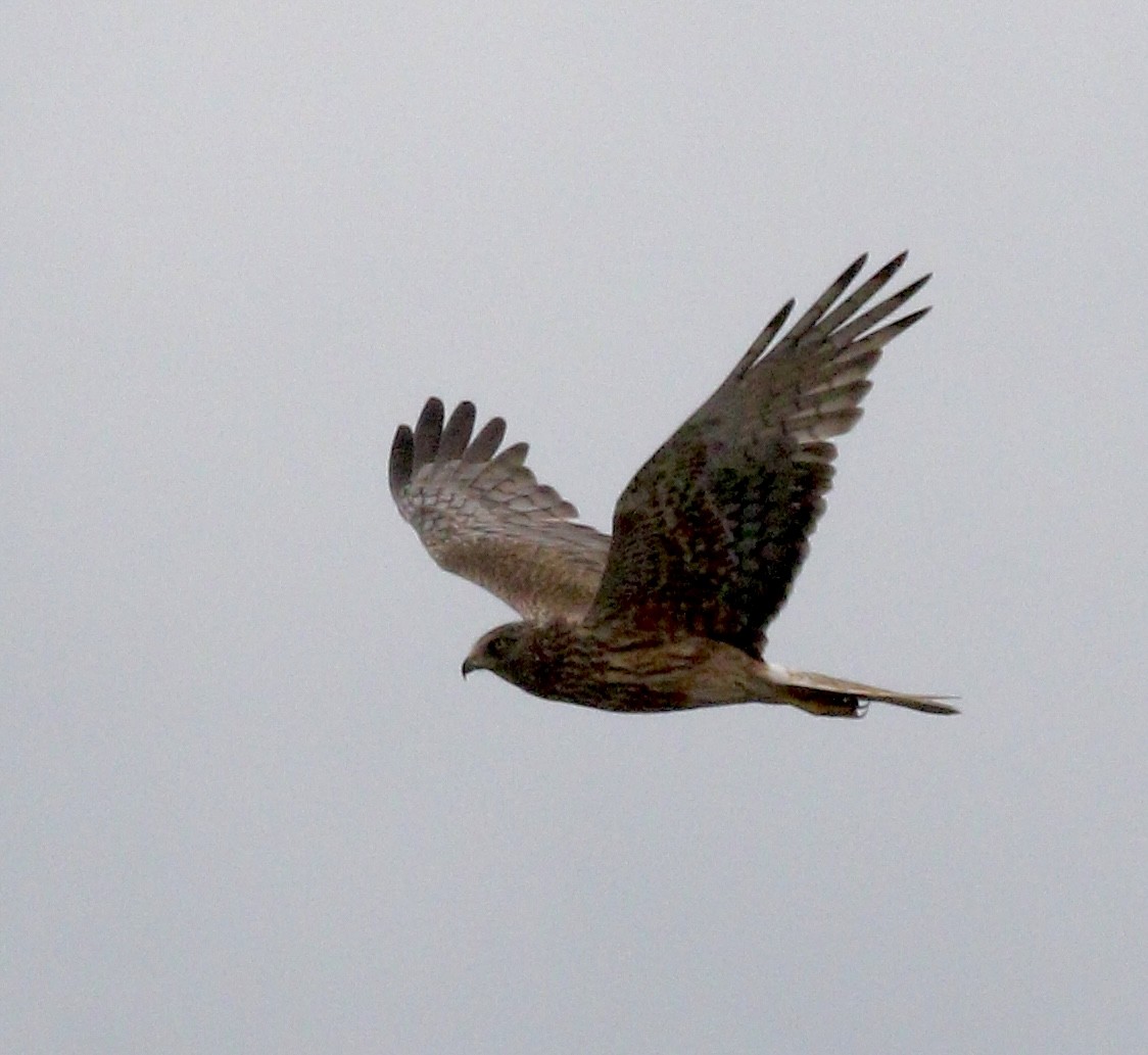 Swamp Harrier - ML646571570