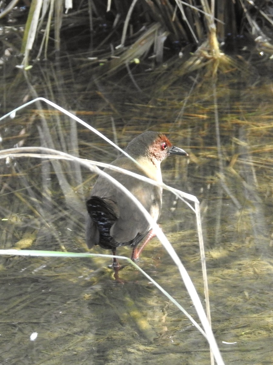 Ruddy-breasted Crake - ML646571579