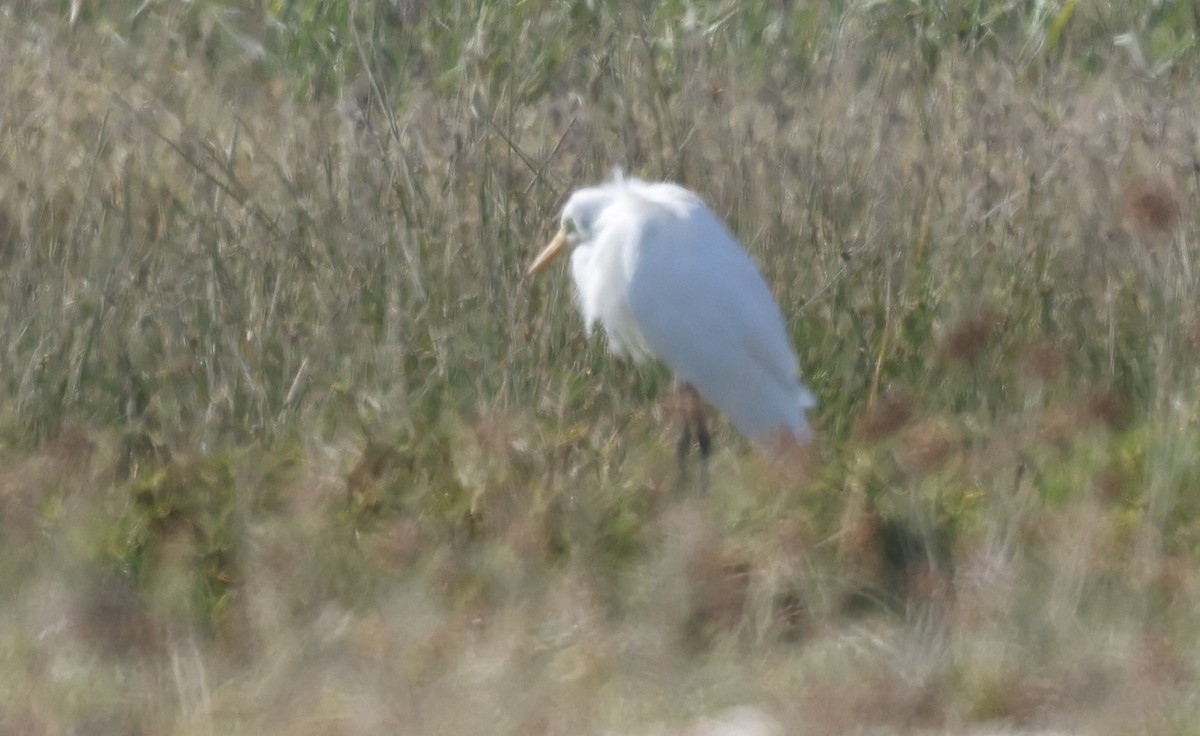 Medium Egret - ML646571582