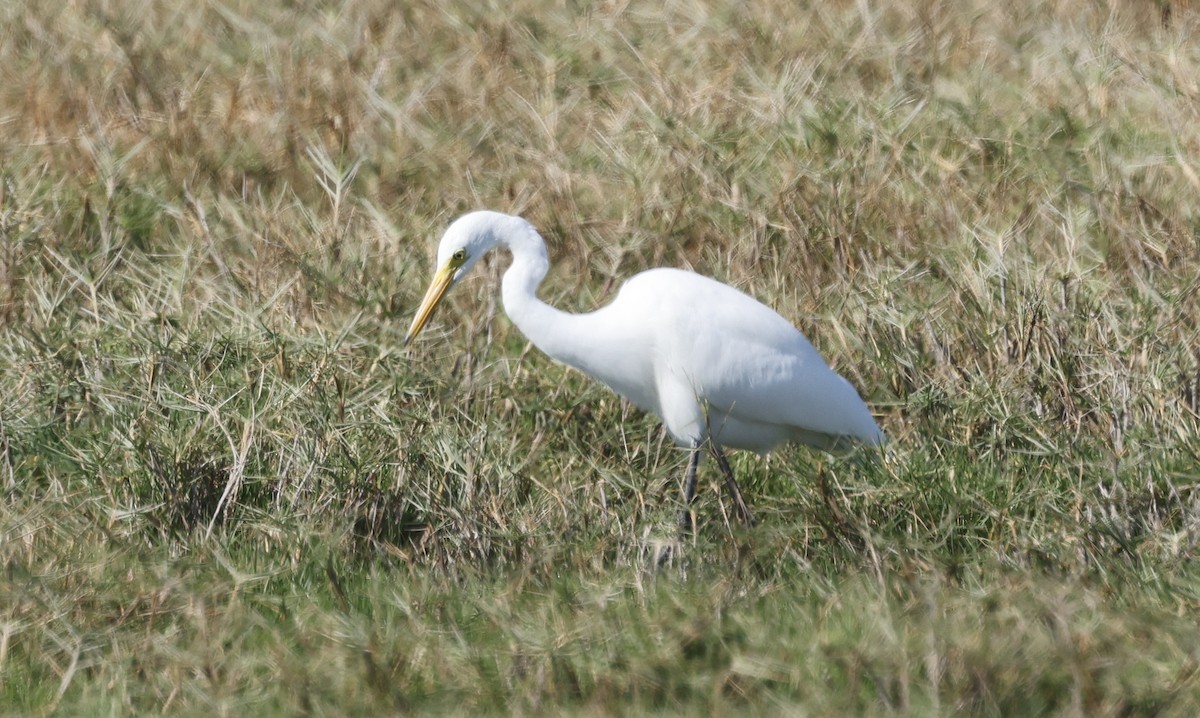 Medium Egret - ML646571583