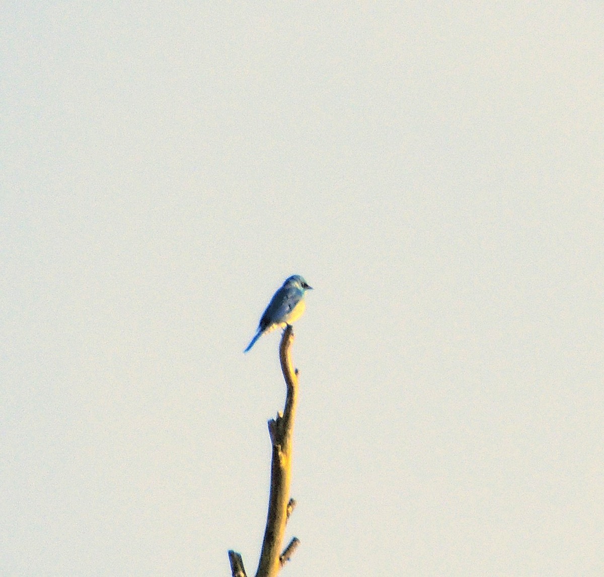 Verditer Flycatcher - ML646571585