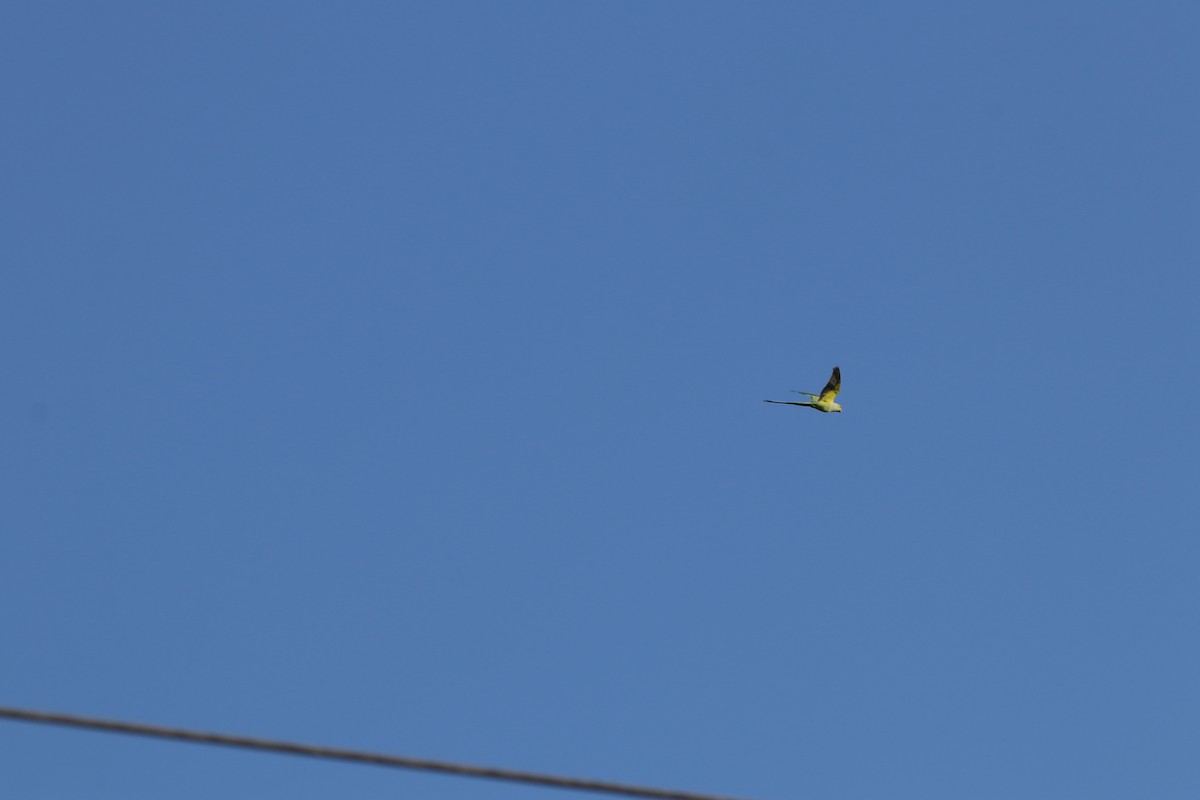 Rose-ringed Parakeet - ML646571586