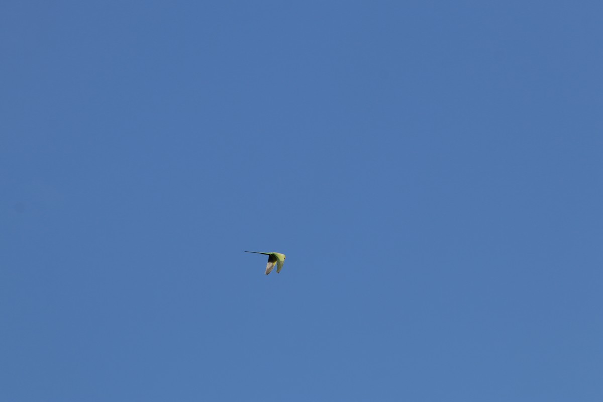 Rose-ringed Parakeet - ML646571587