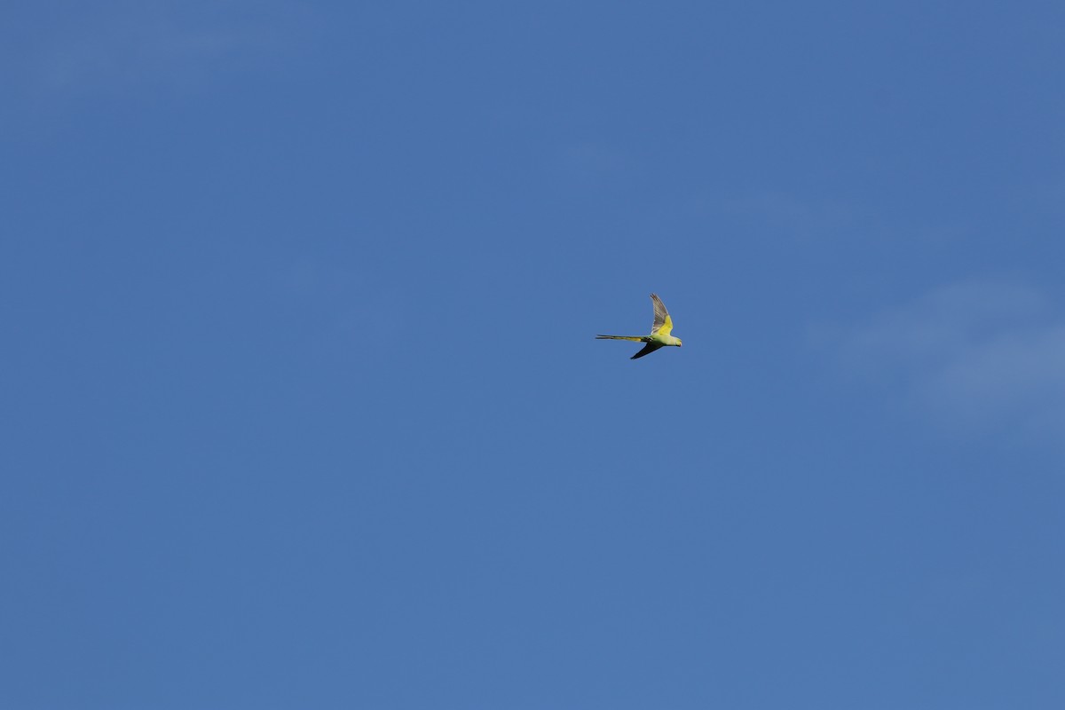 Rose-ringed Parakeet - ML646571588