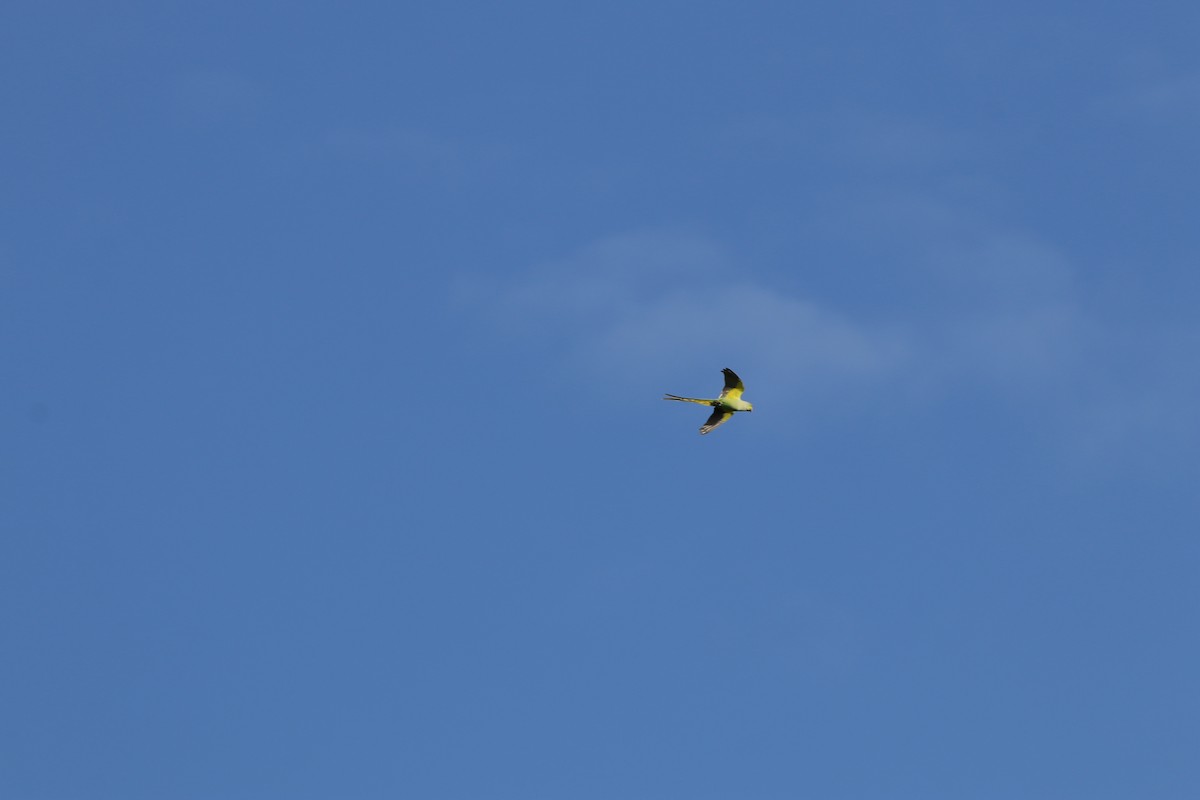 Rose-ringed Parakeet - ML646571589