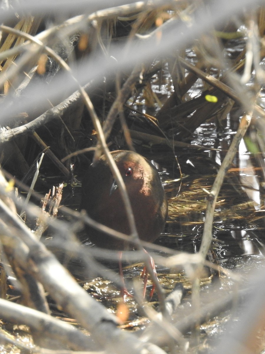 Ruddy-breasted Crake - ML646571594