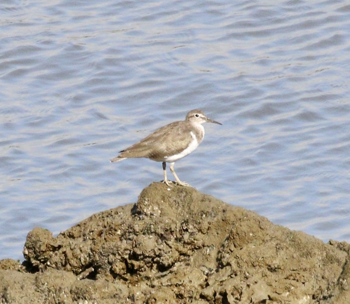 Хайргын хөгчүү - ML646571596