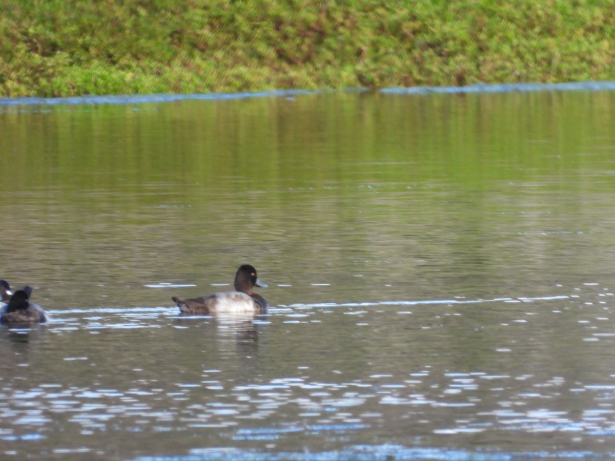 Lesser Scaup - ML646571597