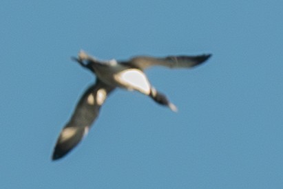 Common Loon - ML646571598