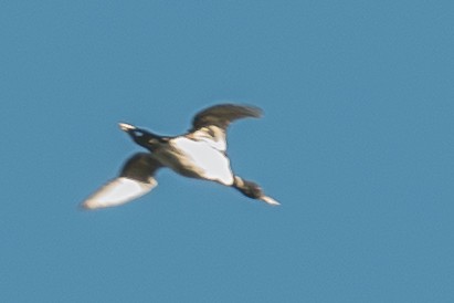 Common Loon - ML646571599