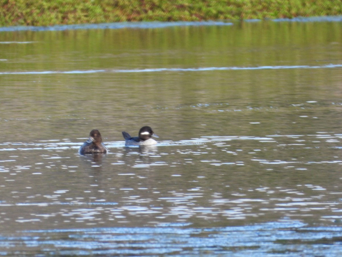 Bufflehead - ML646571600