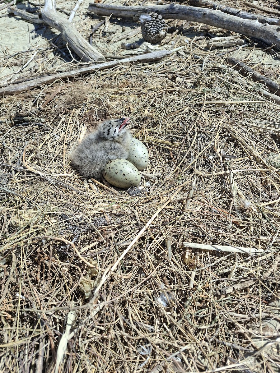 Kelp Gull - ML646571602