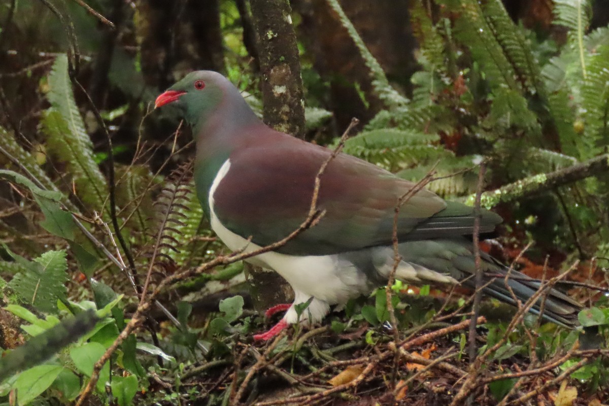 Yeni Zelanda Güvercini - ML646571605