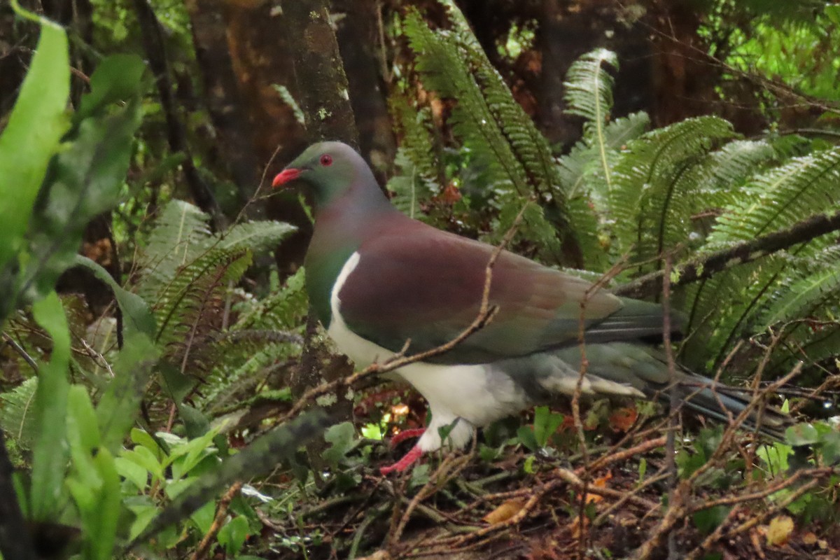 Yeni Zelanda Güvercini - ML646571606