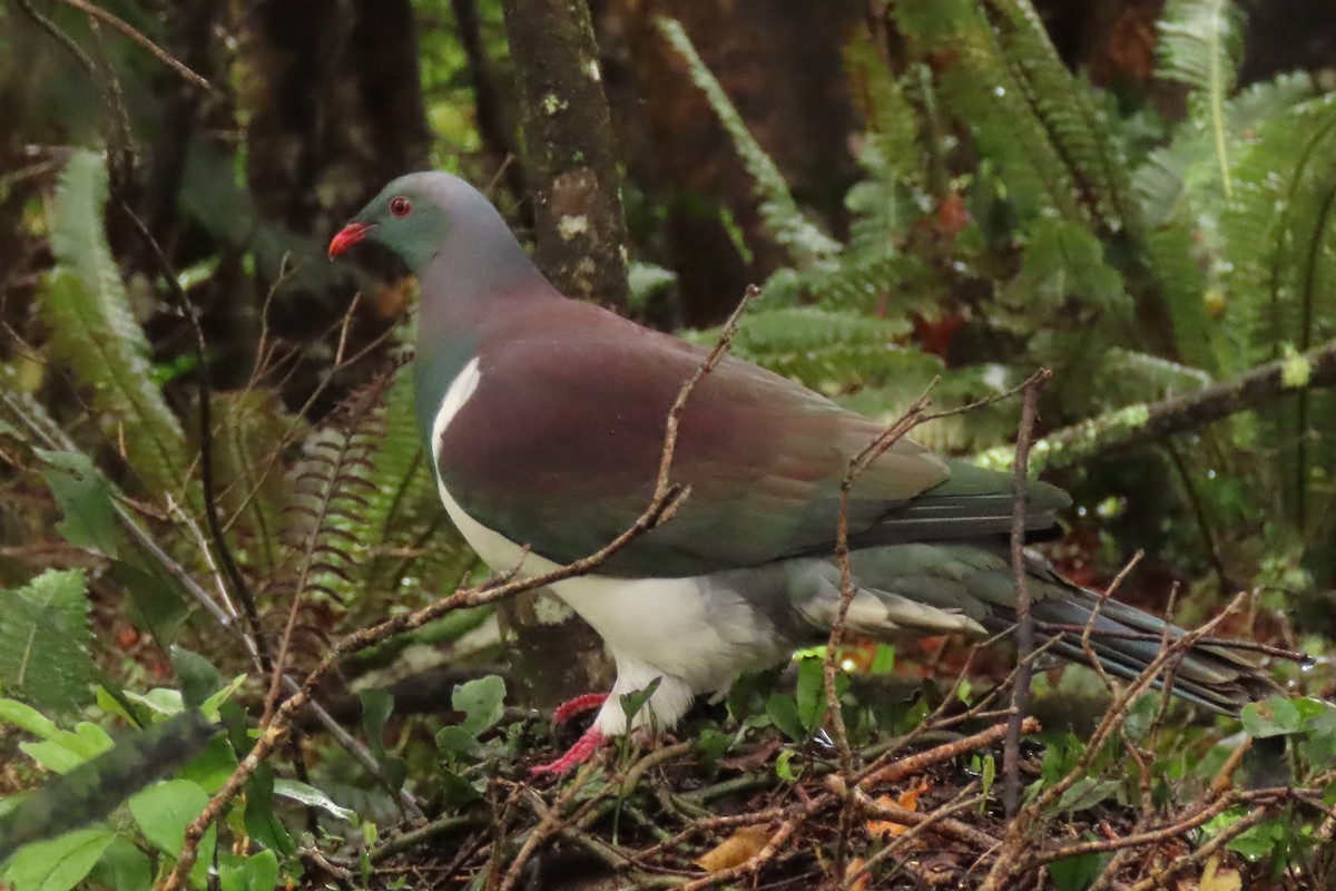 Yeni Zelanda Güvercini - ML646571607