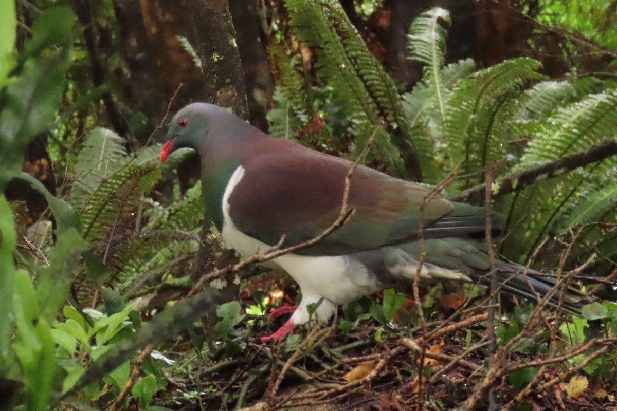 Yeni Zelanda Güvercini - ML646571608