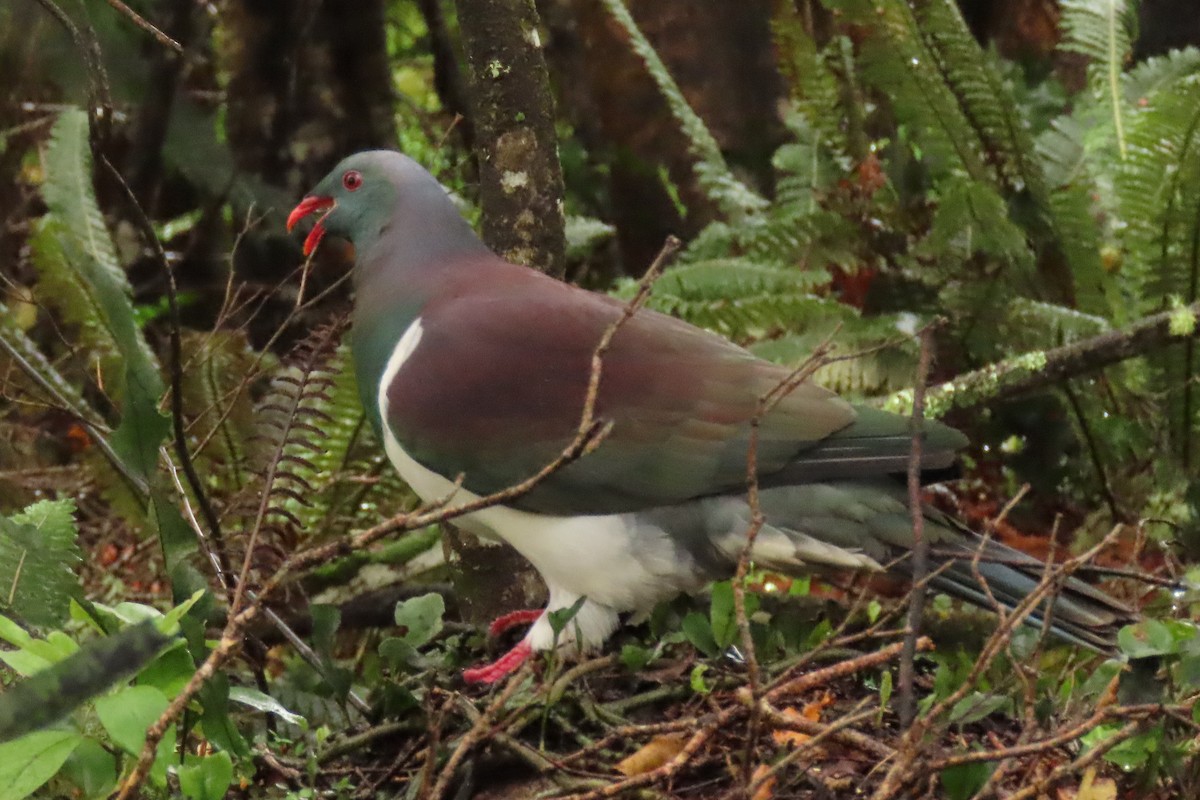 Yeni Zelanda Güvercini - ML646571609