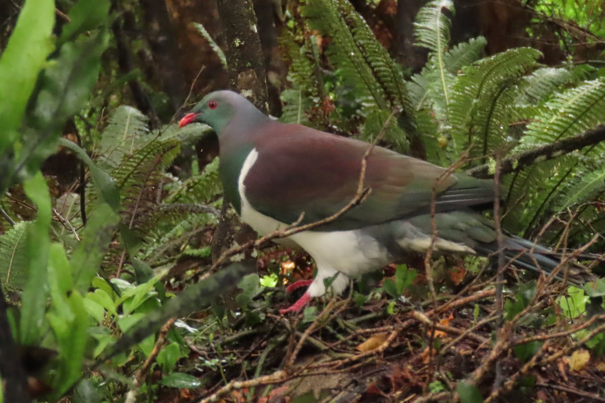 Yeni Zelanda Güvercini - ML646571610