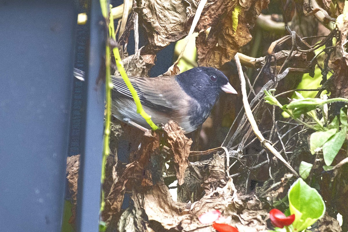 Dark-eyed Junco - ML646571614
