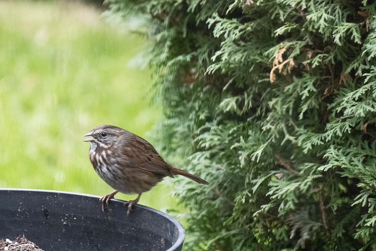 Song Sparrow - ML646571617