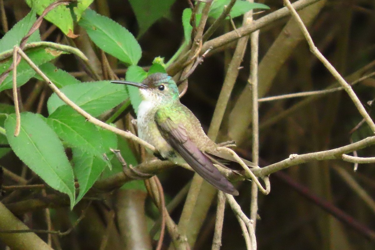 Azure-crowned Hummingbird - ML646571622