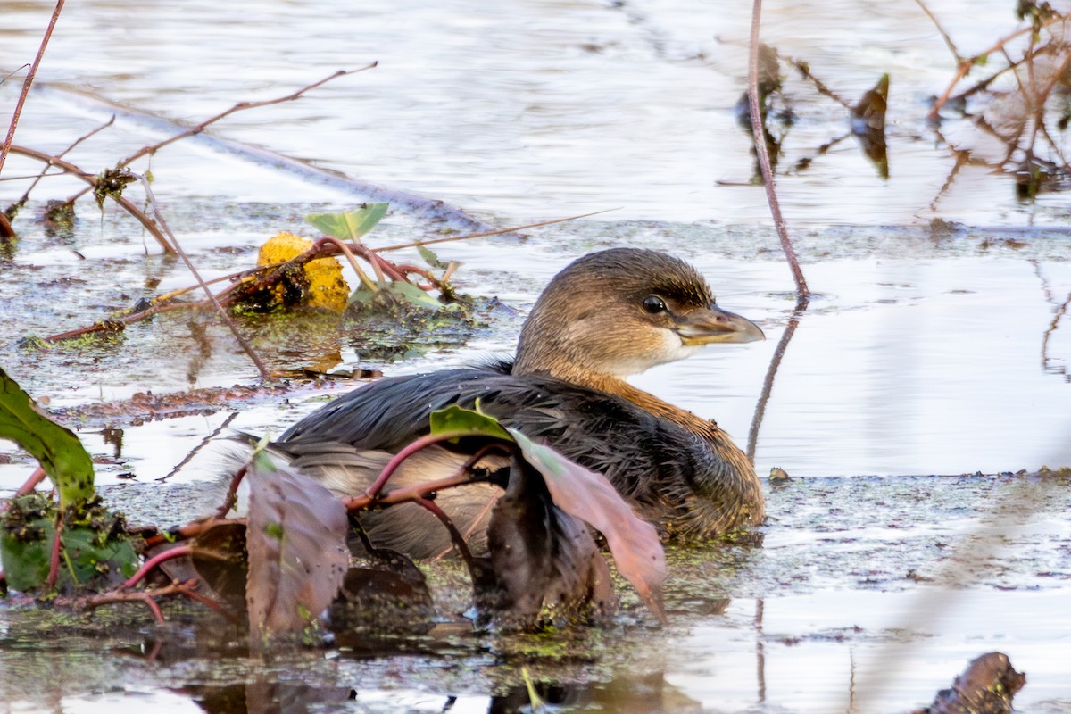 potápka americká - ML646571624