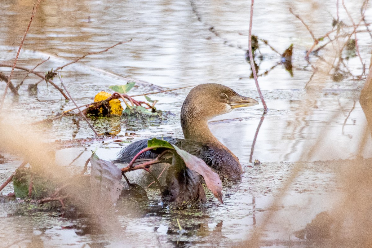 potápka americká - ML646571625