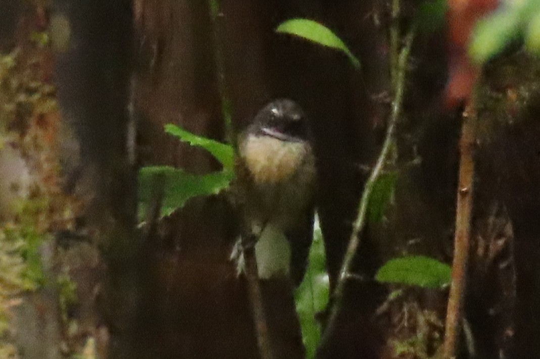 Yeni Zelanda Katmerkuyruğu - ML646571626