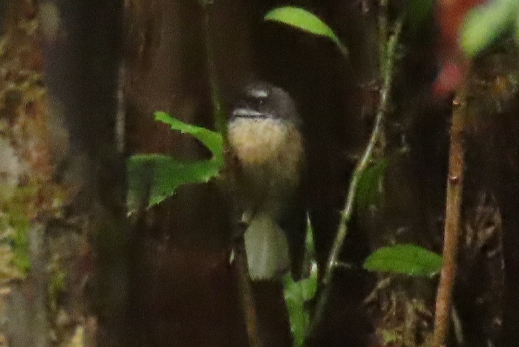 Yeni Zelanda Katmerkuyruğu - ML646571627