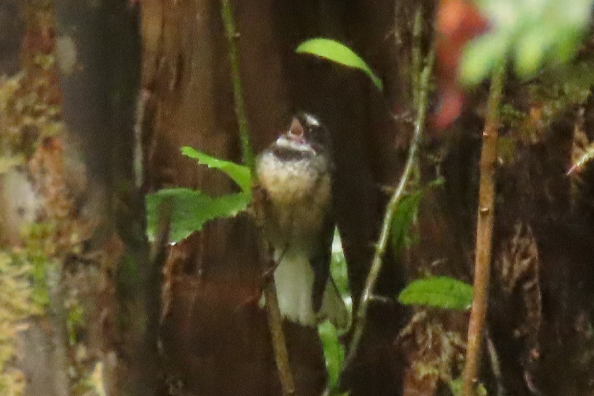 Yeni Zelanda Katmerkuyruğu - ML646571628