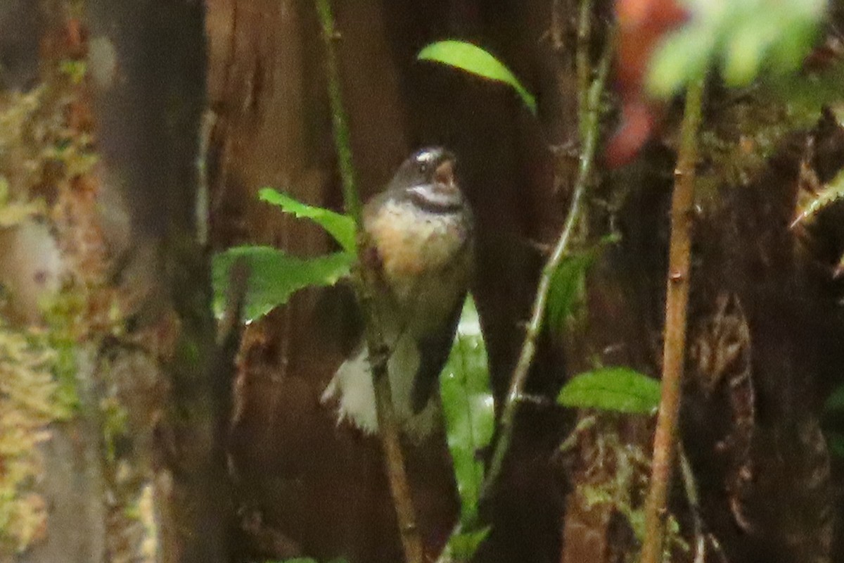 Yeni Zelanda Katmerkuyruğu - ML646571629