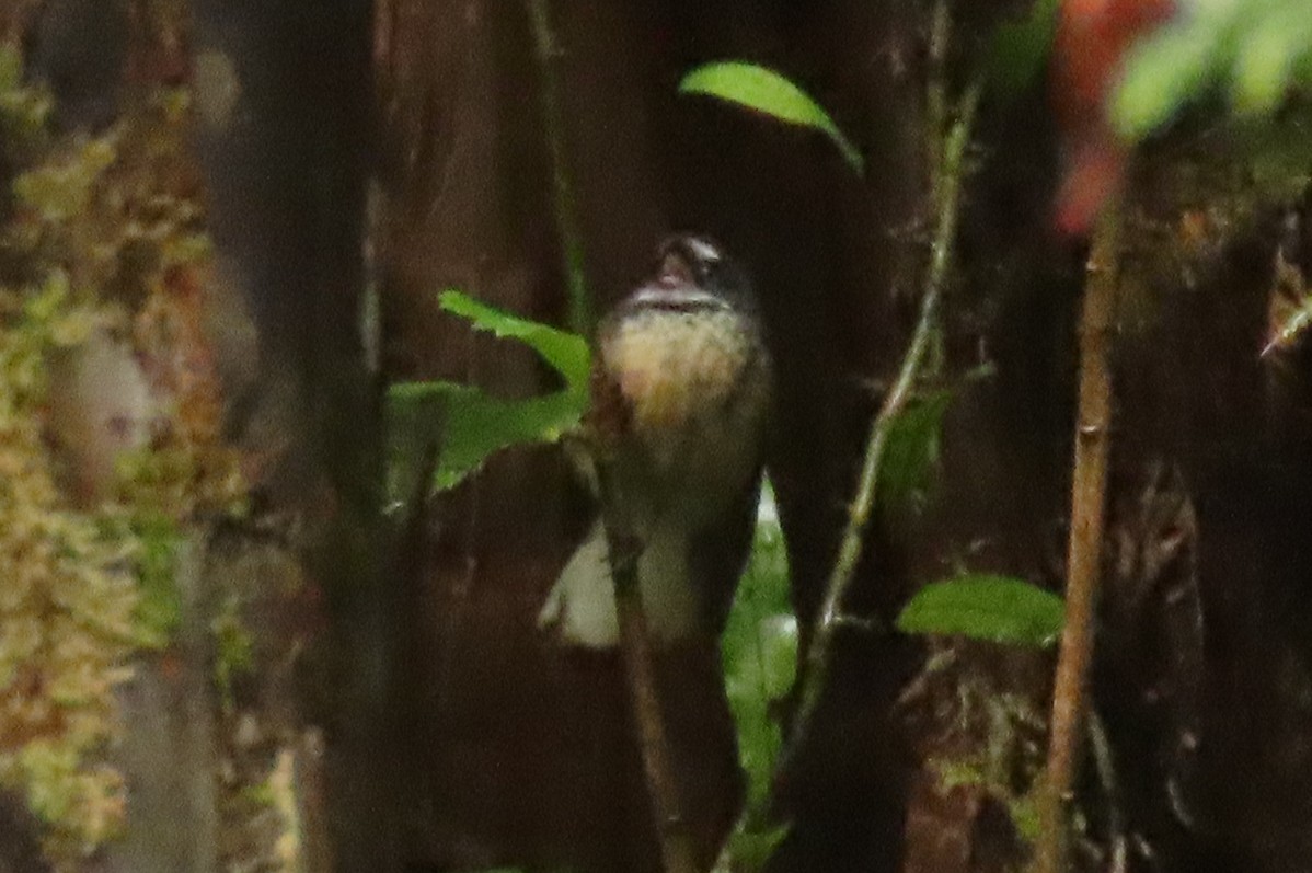 Yeni Zelanda Katmerkuyruğu - ML646571630