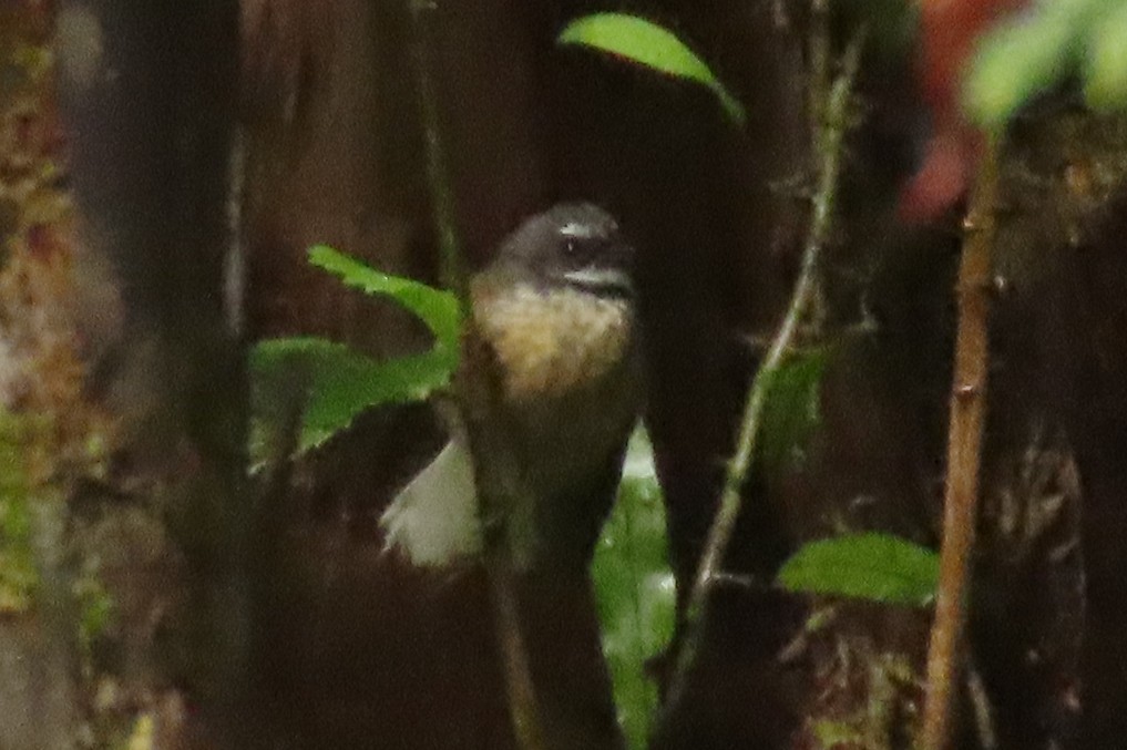 Yeni Zelanda Katmerkuyruğu - ML646571631