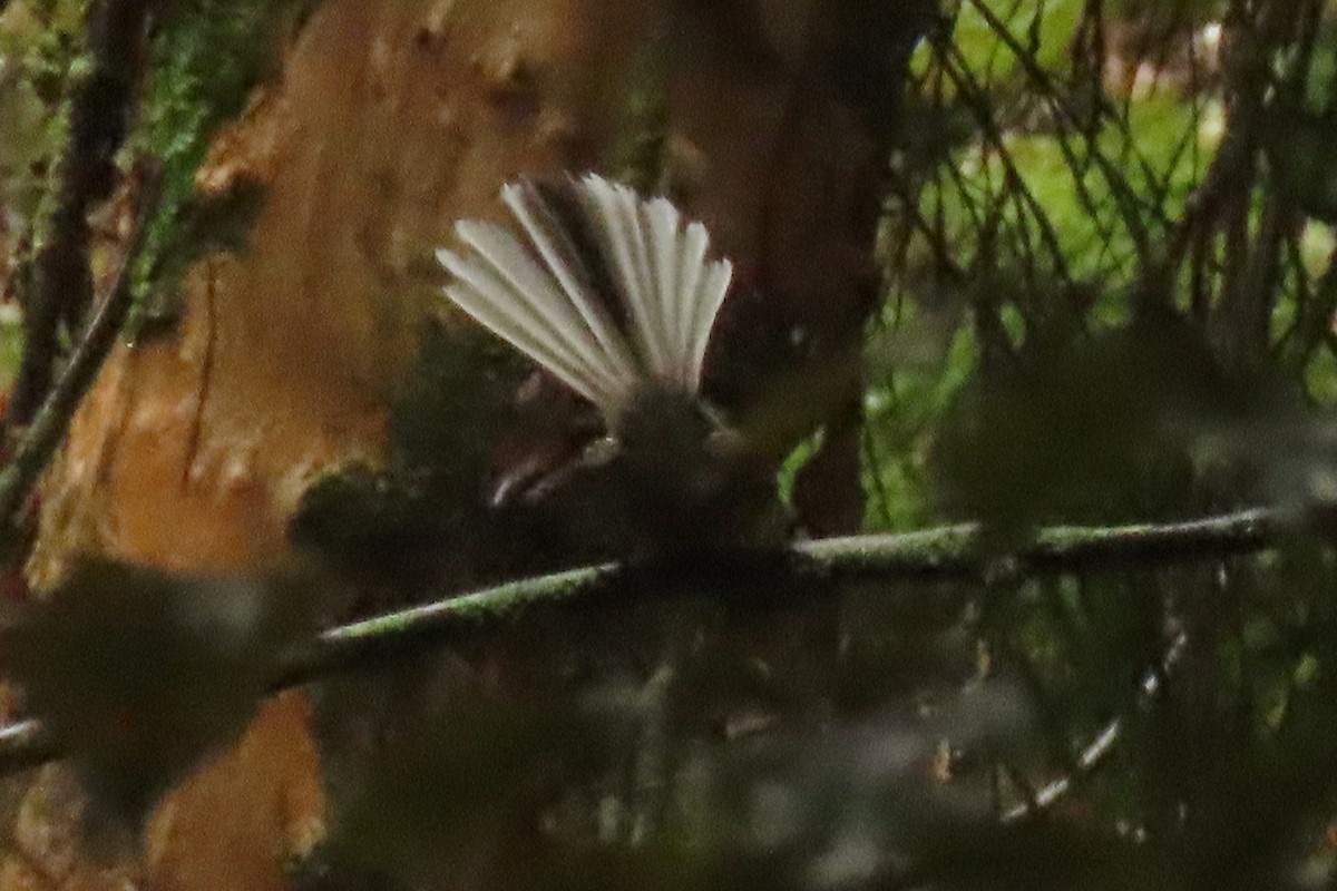 Yeni Zelanda Katmerkuyruğu - ML646571632