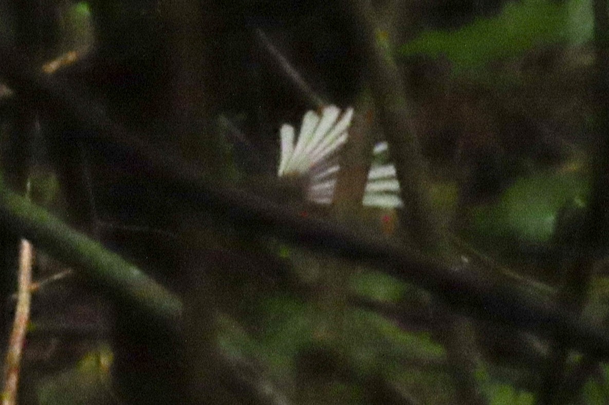 Yeni Zelanda Katmerkuyruğu - ML646571633