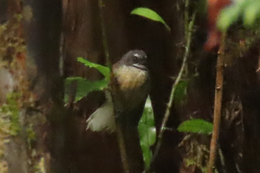 Yeni Zelanda Katmerkuyruğu - ML646571634