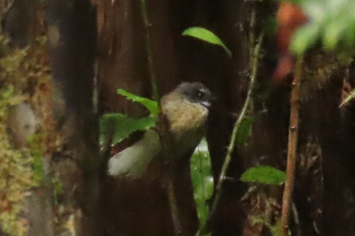 Yeni Zelanda Katmerkuyruğu - ML646571635