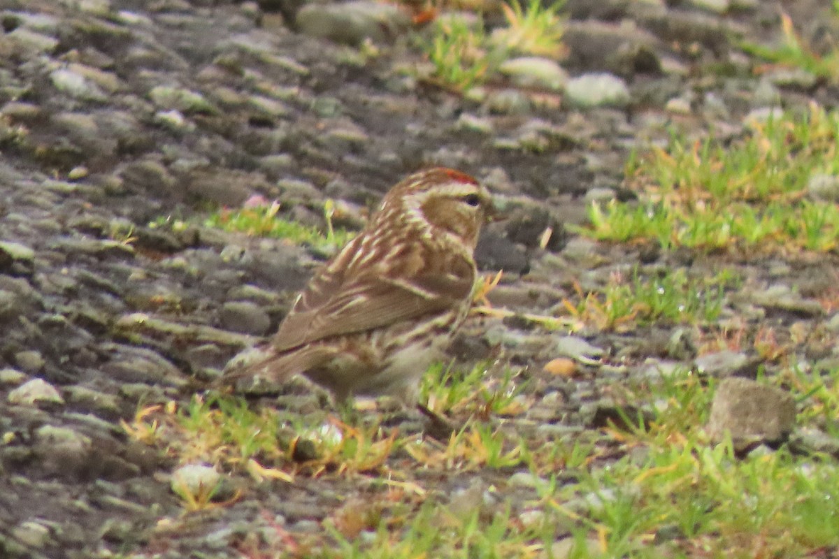 Huş İsketesi - ML646571641