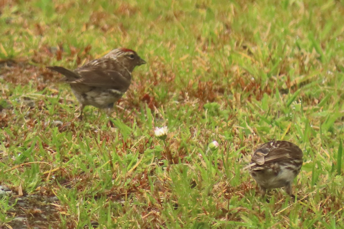 Huş İsketesi - ML646571642