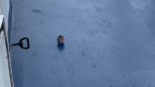 Rufous-collared Sparrow - ML646571643