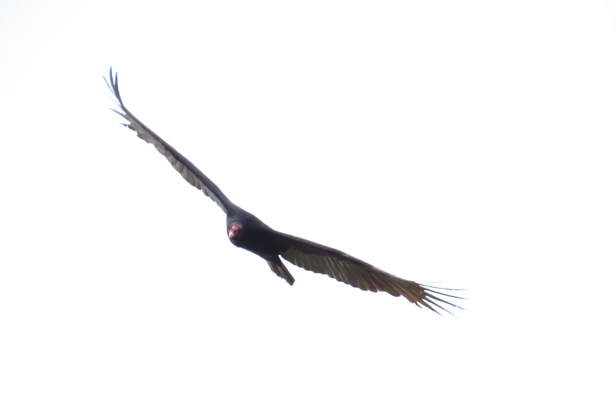 Urubu à tête rouge - ML646571644