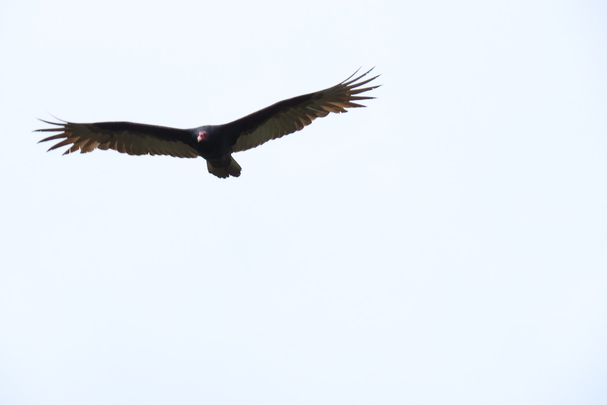 Urubu à tête rouge - ML646571646