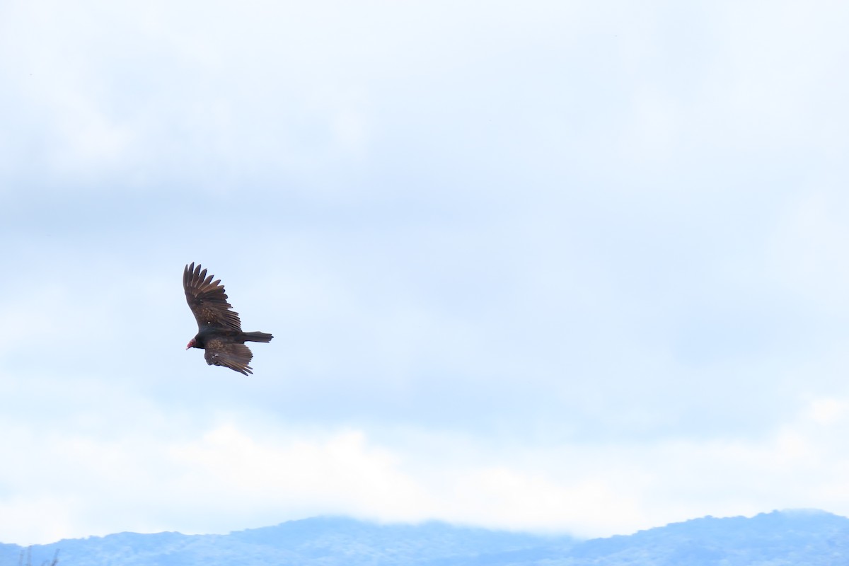 Urubu à tête rouge - ML646571647